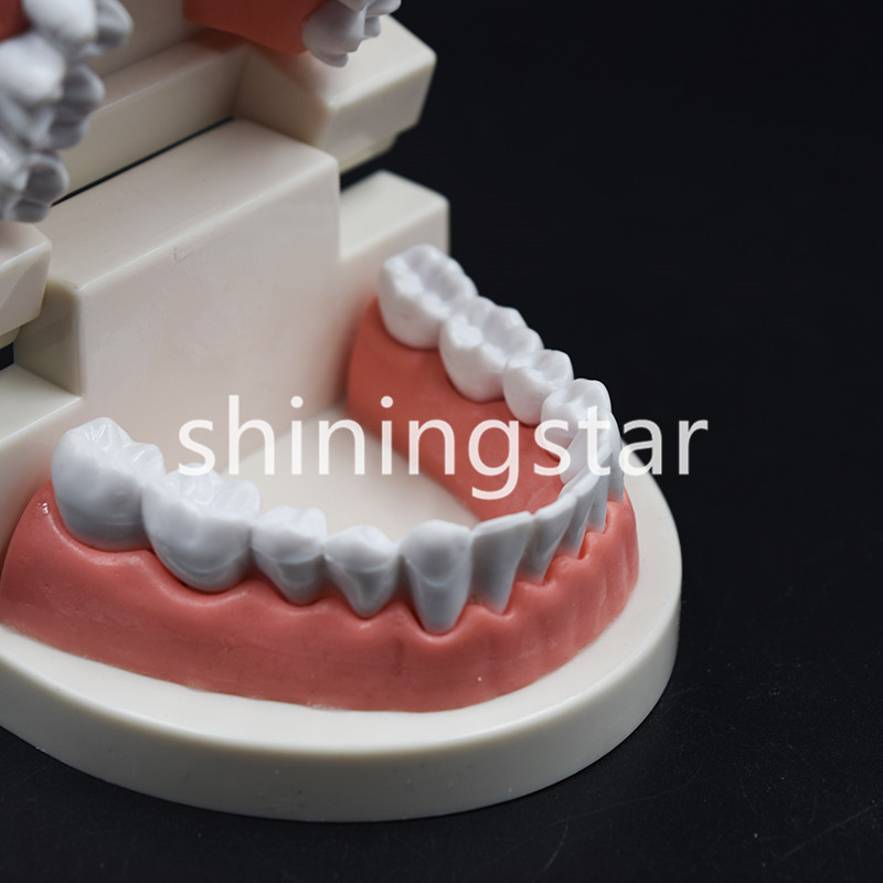 Dental Teaching Study Adult Standard Typodont Demonstration Teeth Model