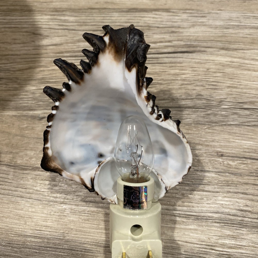 Seashell nightlight