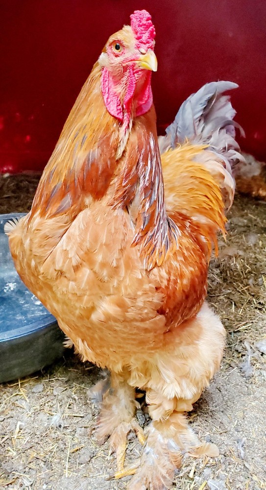 Blue Buff Columbia Brahma Hatching Eggs 8+