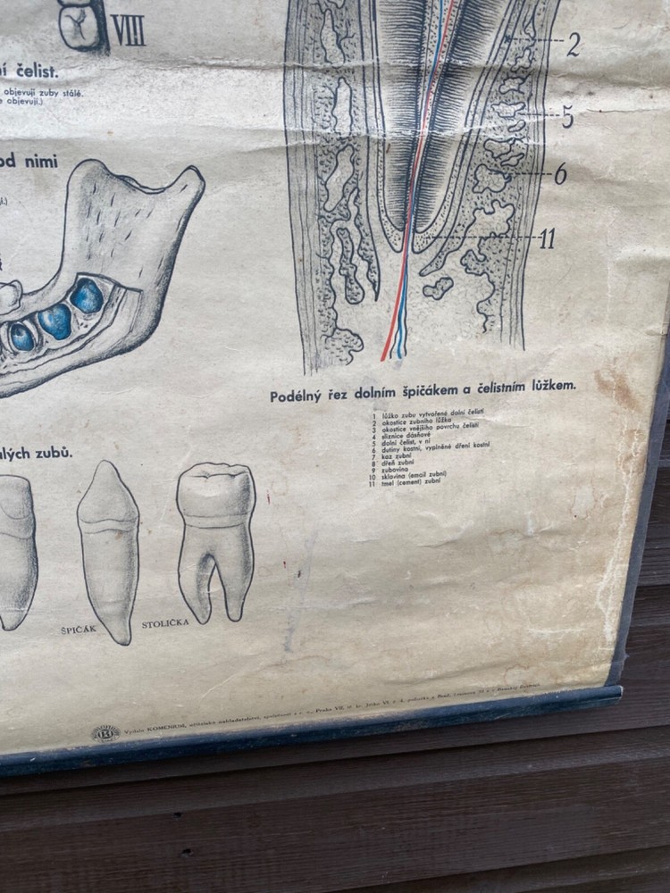 Original 1950s anatomical school chart human teeth & digestive system