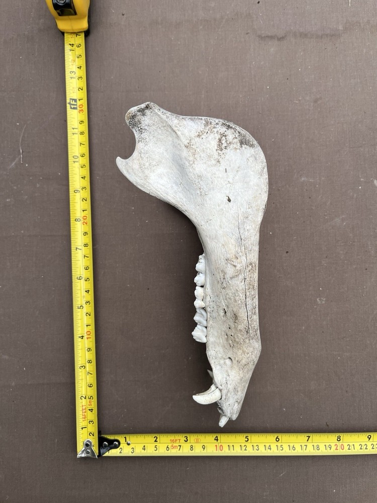 Real Lower pig hog Jaw Bone With Teeth