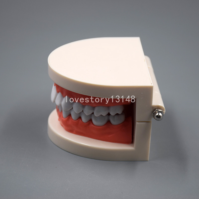 Dental Teaching Study Adult Standard Typodont Demonstration Teeth Model Hot