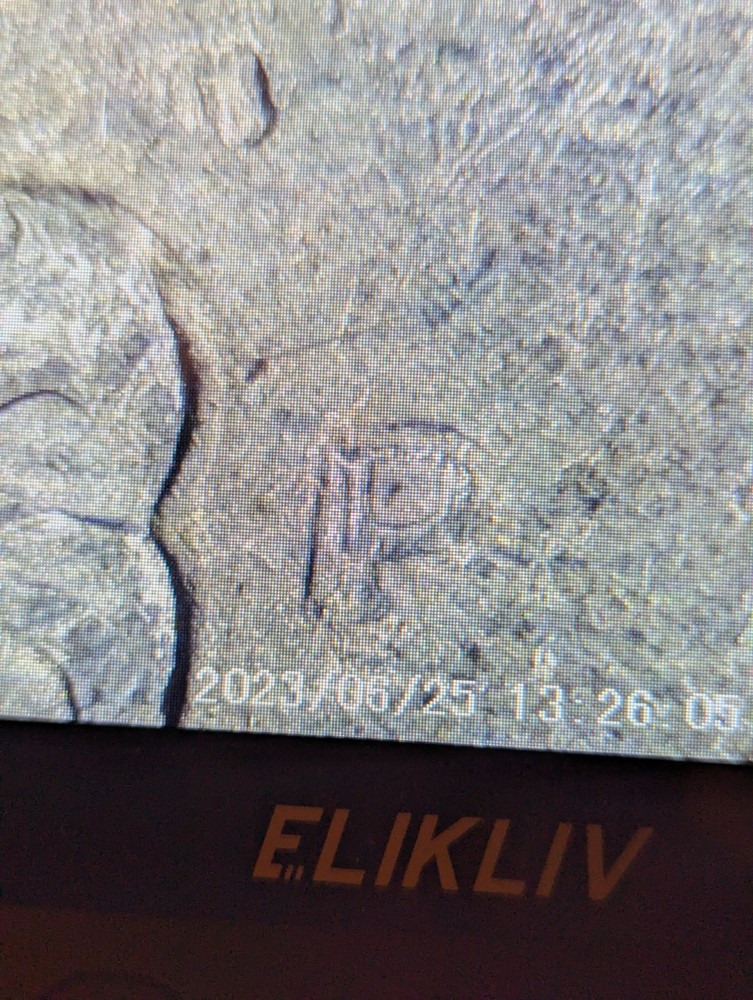 1994 P Quarter Error Coin