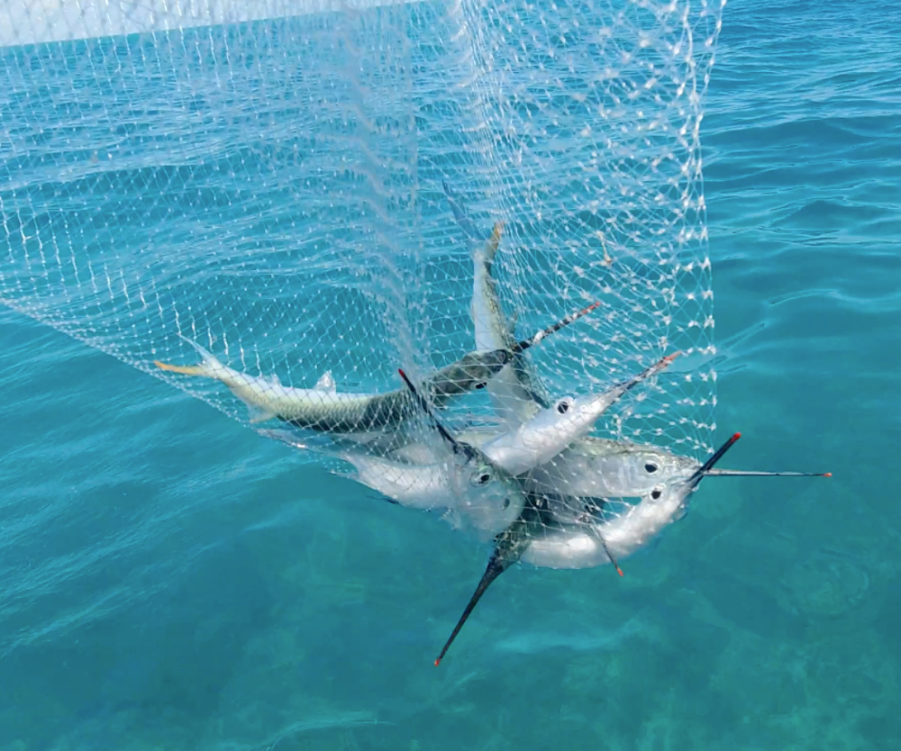 The BallyHoop - Flex Collapsible Hoop Net