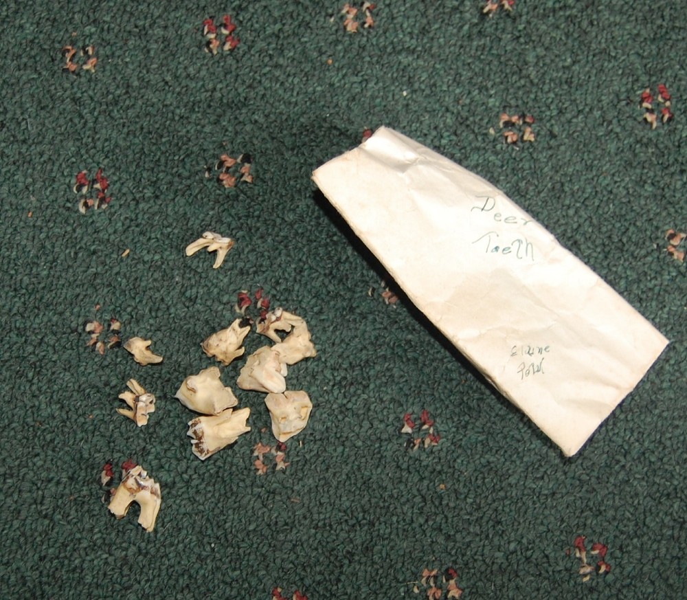 Group of 1940s Real Deer Teeth