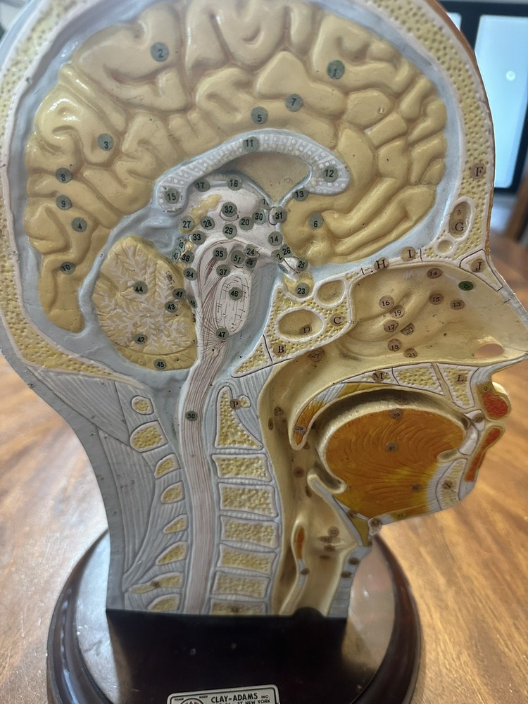 Clay Adams Human Brain Model Display