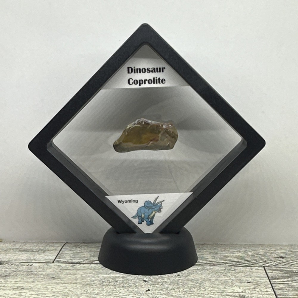 Dinosaur Coprolite (poop) Polished in Display Case