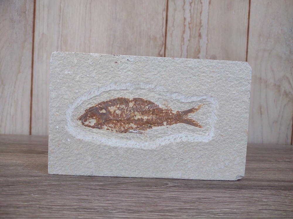 Fossil Fish 6.75” x 4"