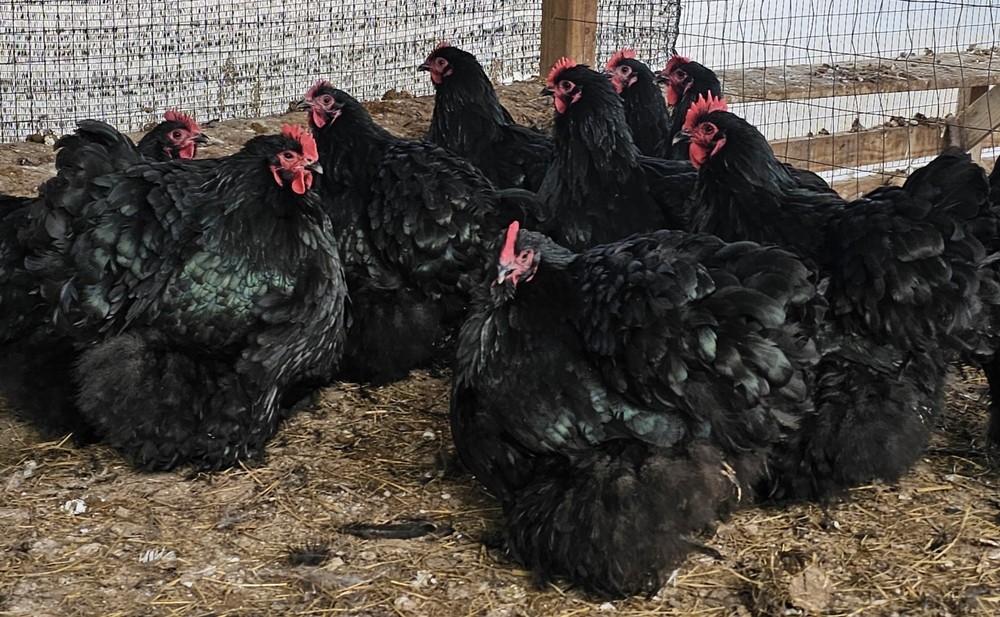 8+ English Black Orpington Hatching Eggs