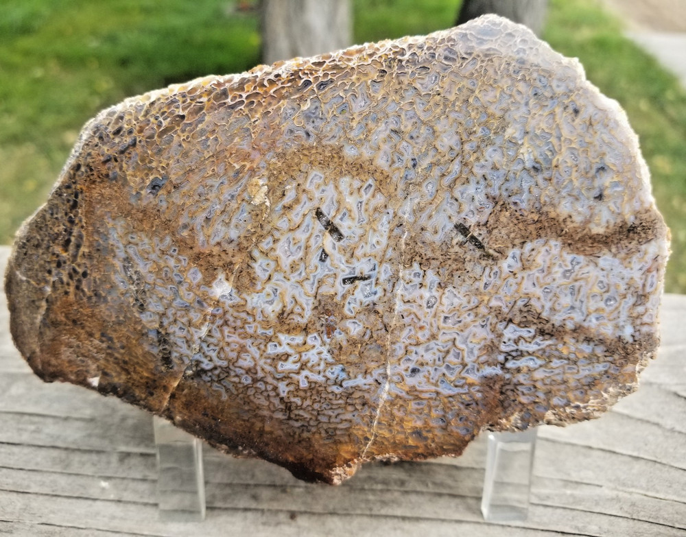 Agatized Dinosaur Gem Bone Blue White Cells Polished 801g Specimen Display