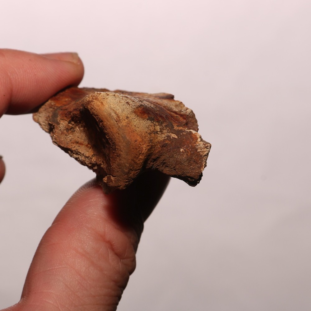 Pachy / Thescelosaurus / Struthi Toe Bone Beauty Hell Creek Formation Cretaceous
