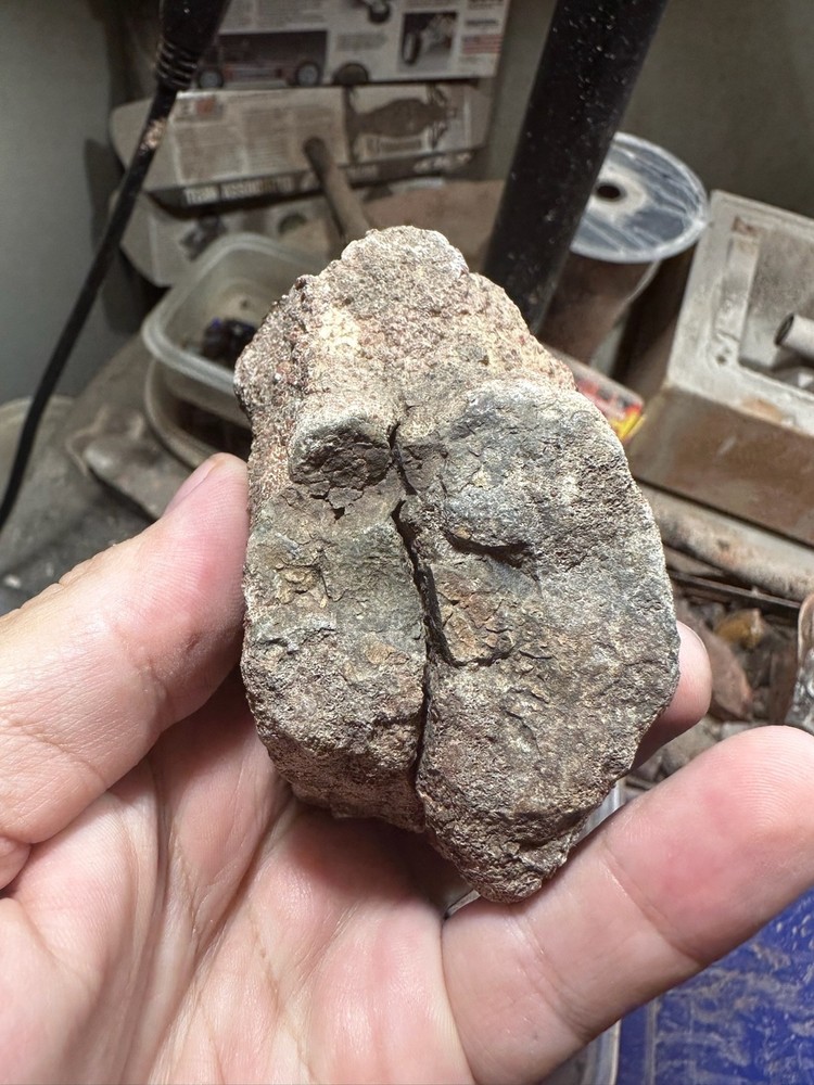 Dinosaur bone rough **hxtled end cut.