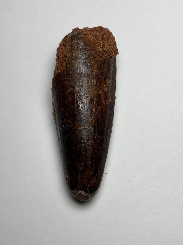 Spinosaurus Tooth Theropod Tooth