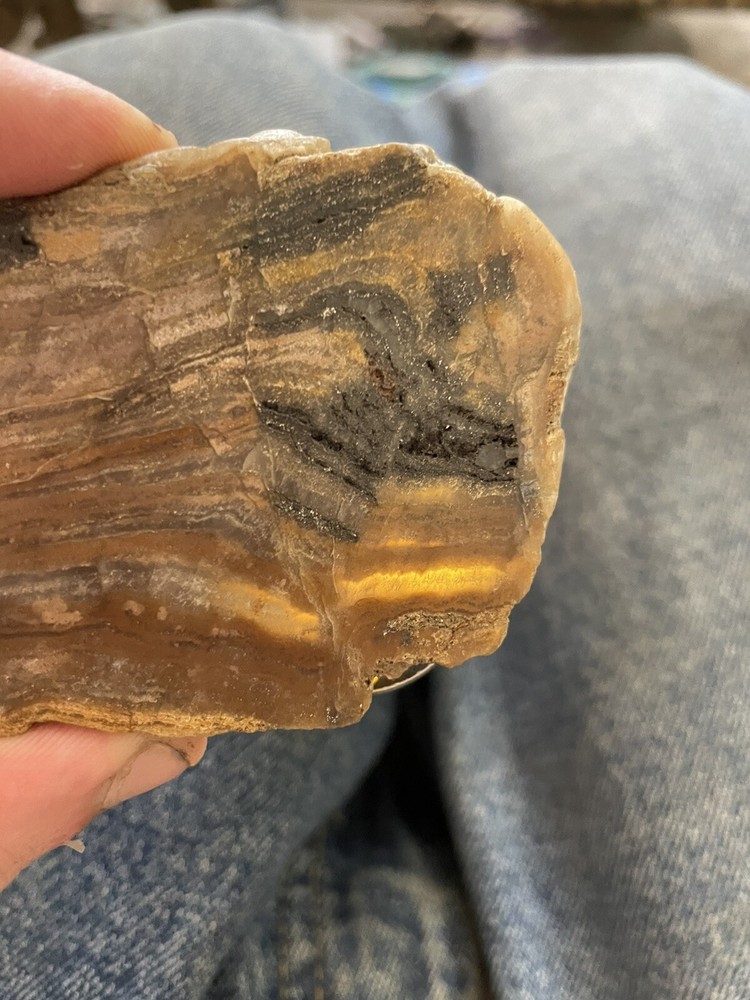 Super Unique, Faced/polished, Agatized/opalized petrified wood