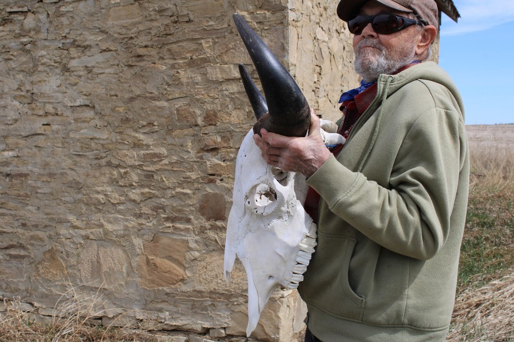 Buffalo Bison Head Skull Horns