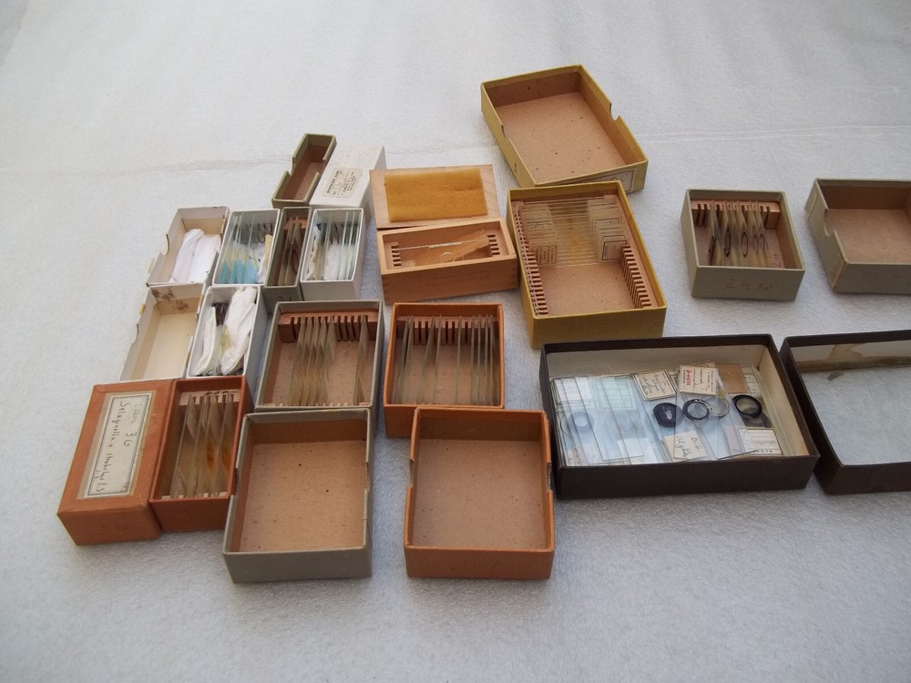 Vintage Glass Microscope Slides - As shown