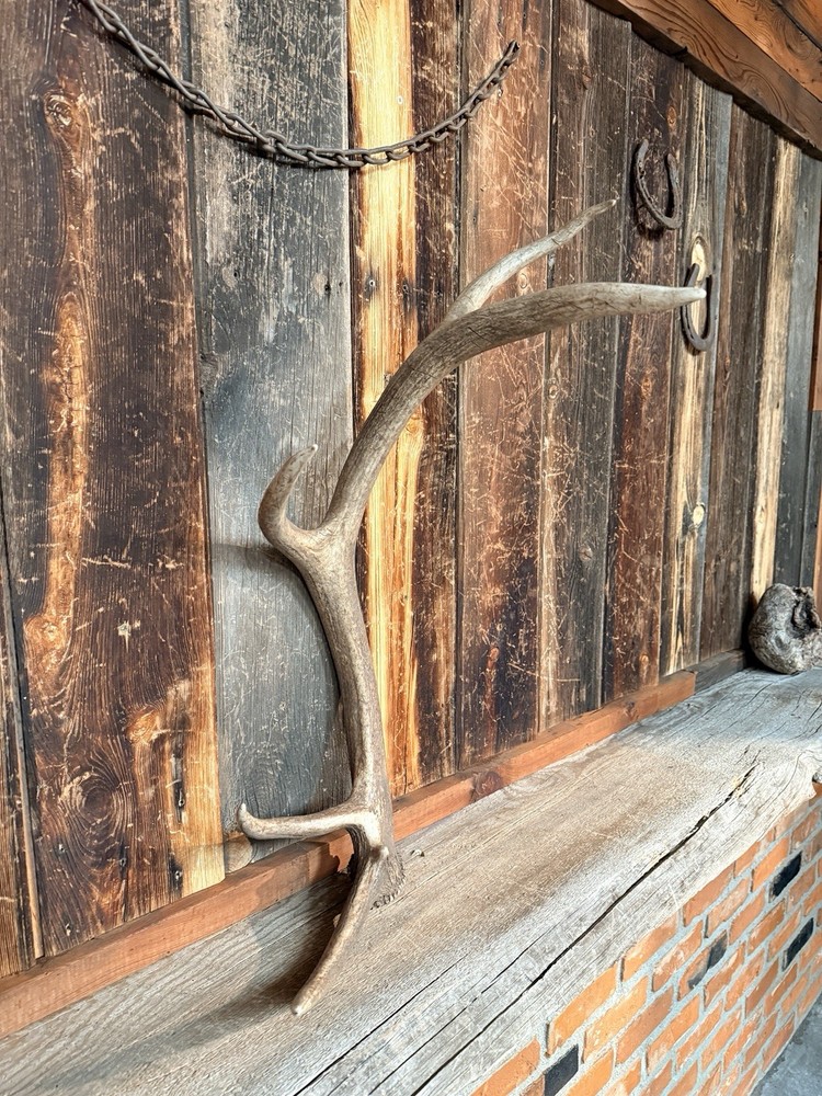Small 5pt Elk Shed ~ Elk Antler ~ Decor