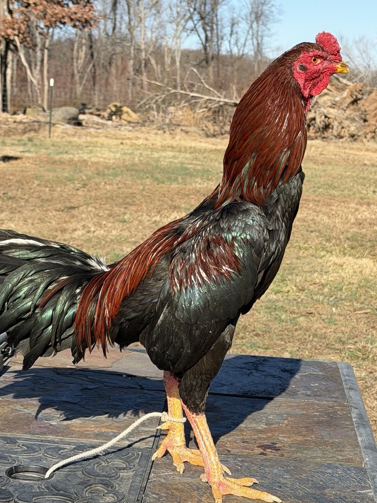 1Asil/Aseel Chicken Hatching eggs