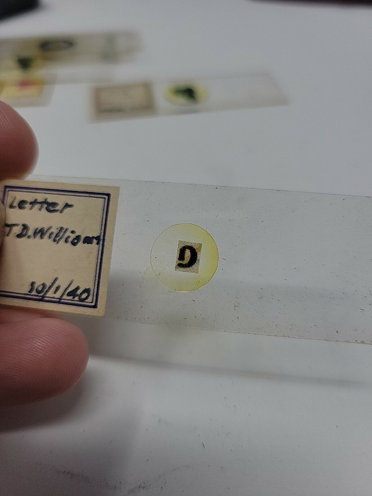 Vintage Microscope Slide 1940
