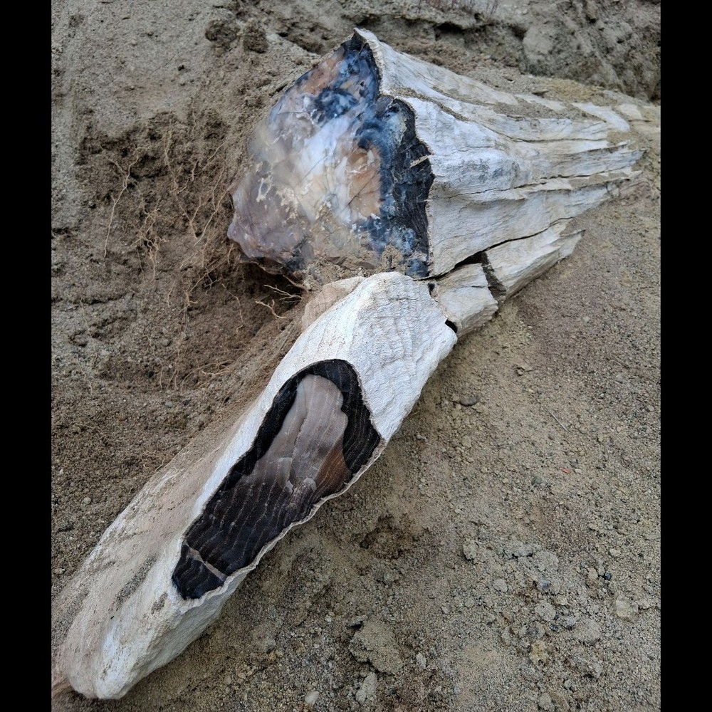 Petrified Wood (Opalized & Agatized) Specimen (5/5)