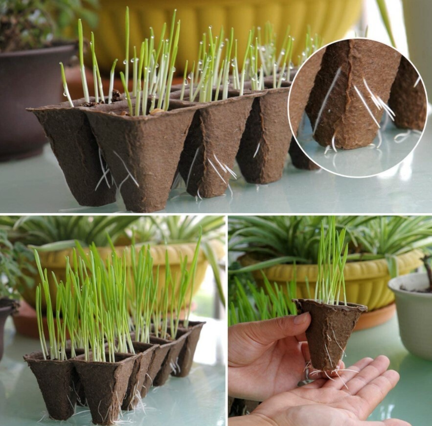 Seed Starter Tray Peat Pots Kit Biodegradable Germination Seedling Trays 120Cell