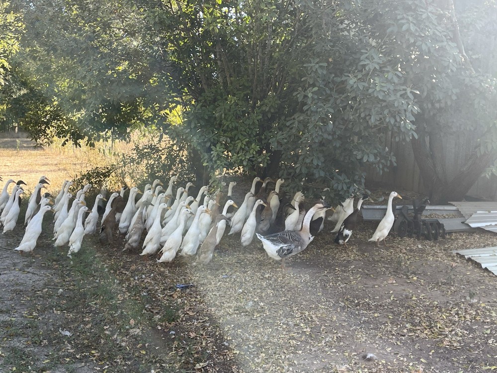 12 Indian Runner Duck Hatching Eggs (1 Doz)