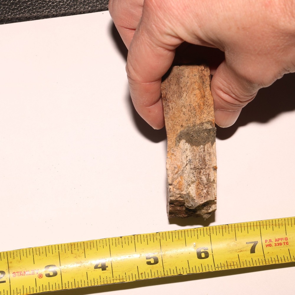 Triceratops Frill Section - CRETACEOUS Hell Creek Formation - Nice Thick CHunk