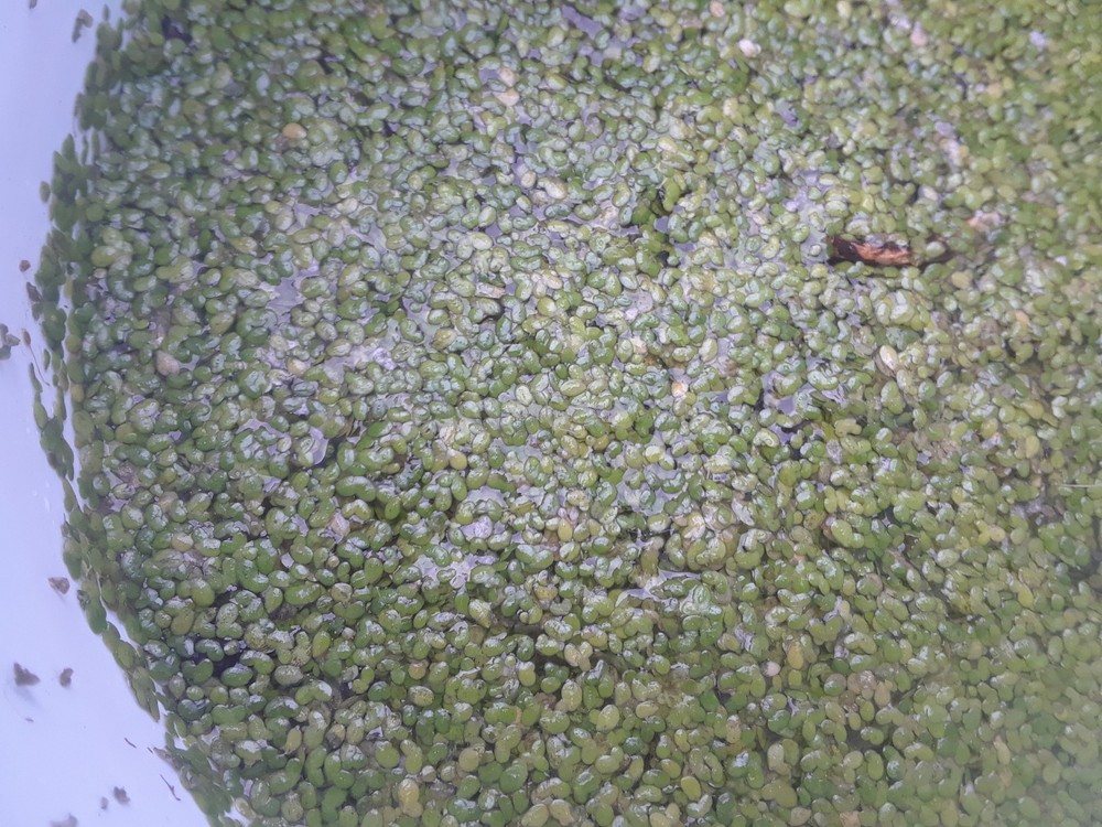 500 Duckweed (for KOI Fish Ponds)