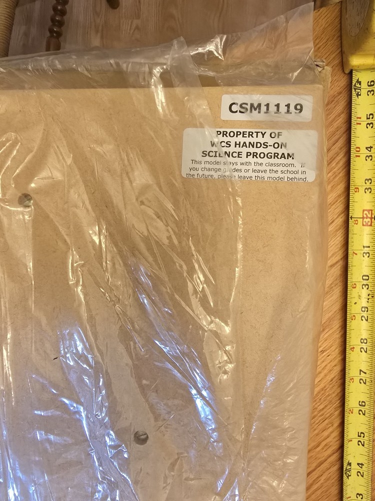 Labs Model, Human Circulatory System, Half-Size, Eisco Labs AM0322AS