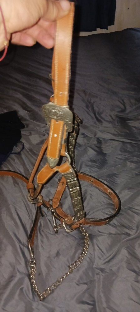 horse bridle