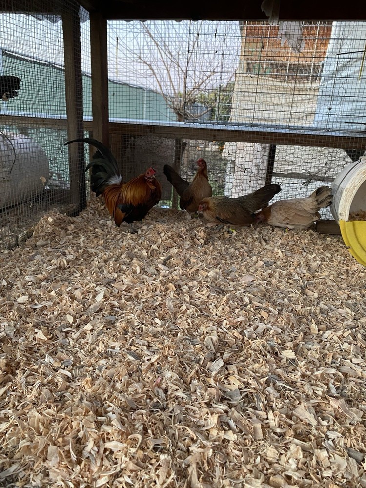 Bantam Assortment 8+ hatching eggs(Read Description)