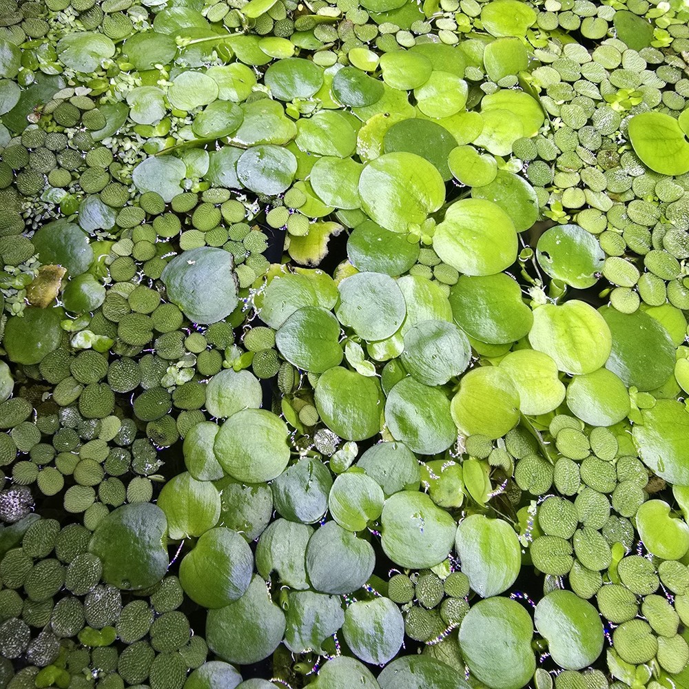 Amazon Frogbit And Salvinia Minima