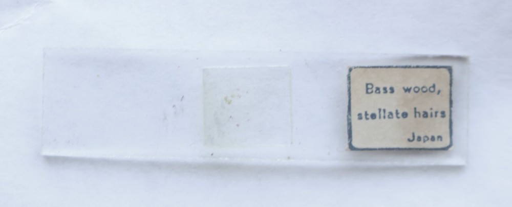12 Biology Student Microscope Slides / Japan / Vintage Laboratory / MT Tools
