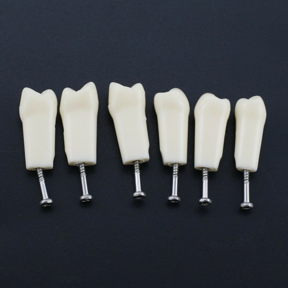 28 Screw-in Teeth Dental Typodont Model Replacement Practice Study Tooth Model