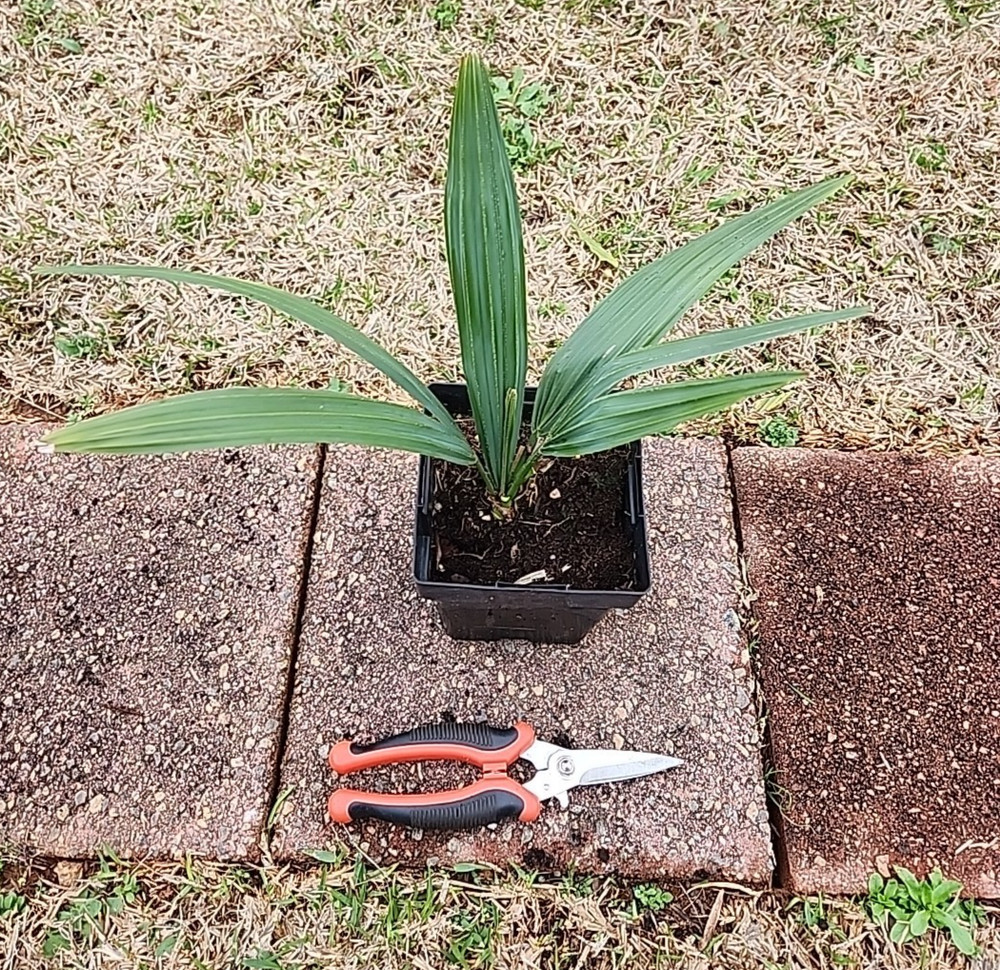 Sabal louisiana