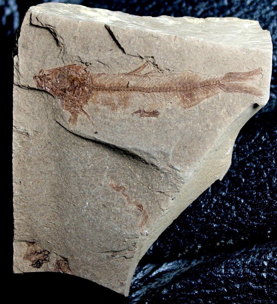 Unknown, rare Oligocene fossil fish
