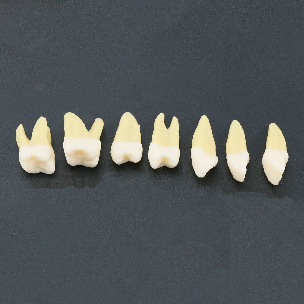 Dental Typodont Practice Removable Standard Teeth Model M7008 with Spare Teeth