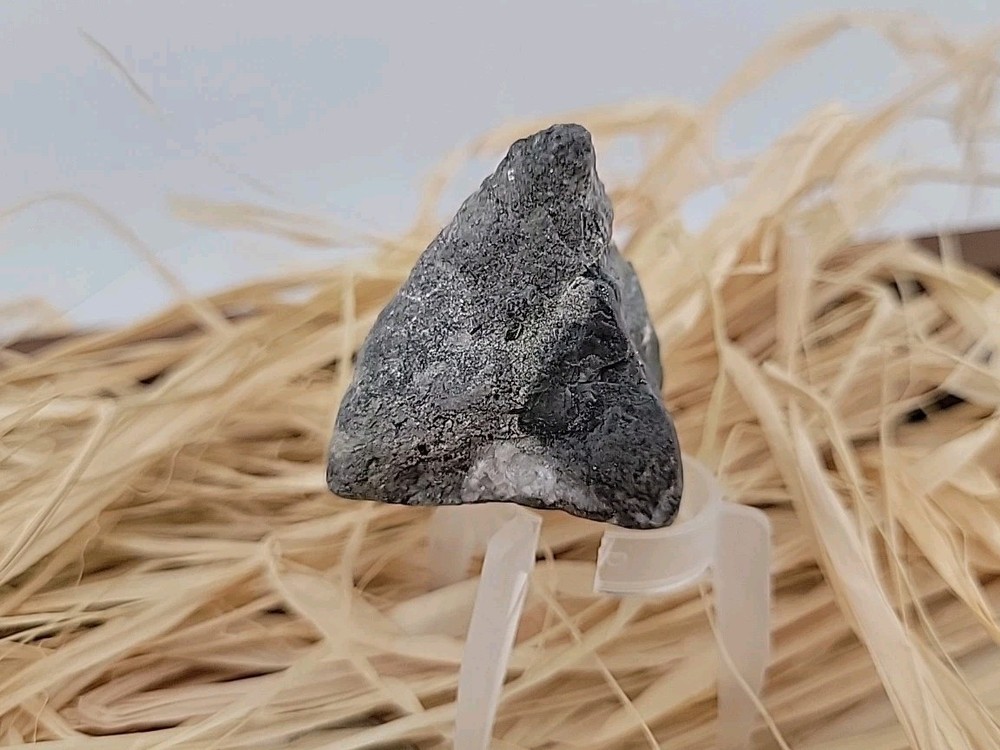 Permineralized Claw Fossil Super Rare