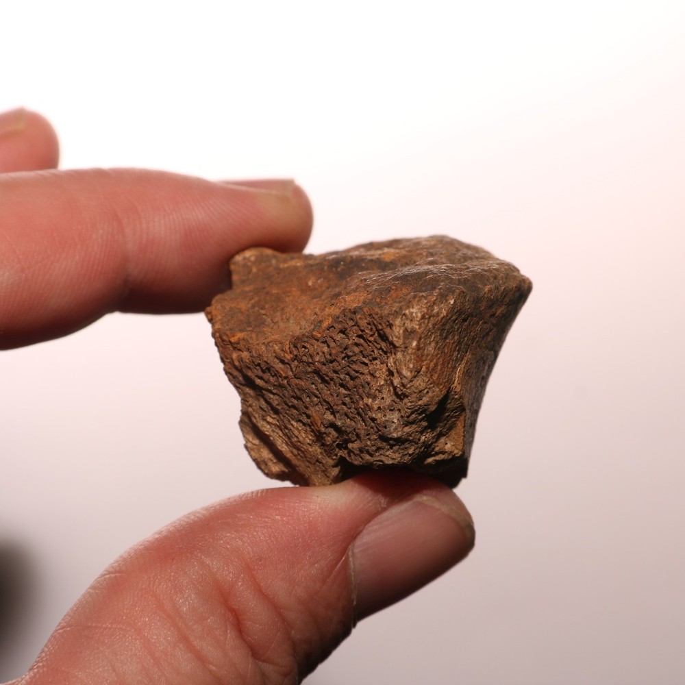 Very Nice Dinosaur Vertebrae Process Bone Fossil Hell Creek Formation Cretaceous