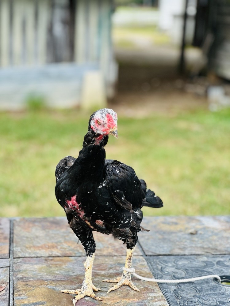 Thai Chicken Hatching eggs
