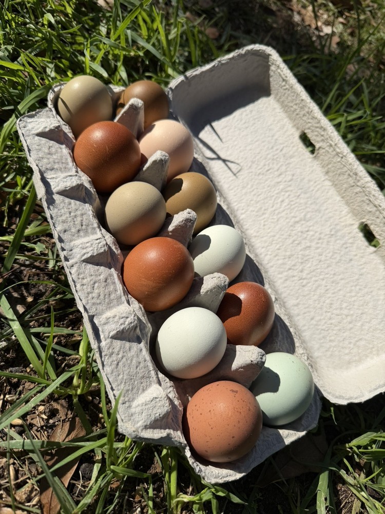 Olive Egger Hatching Eggs NPIP Certified, AI - 12 Hatching Eggs