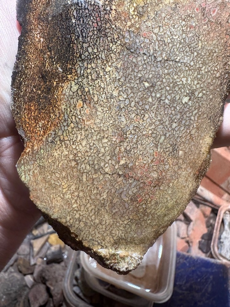 Dinosaur bone rough **hxtled slab.