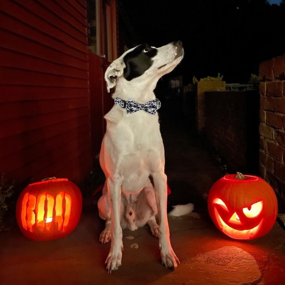 Halloween Dog Bow Tie Collar 2 Pack Quick Release Spooky Collar for Medium Si...