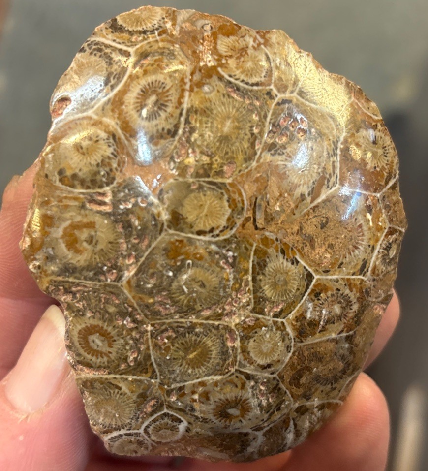 Petrified Coral End Polished