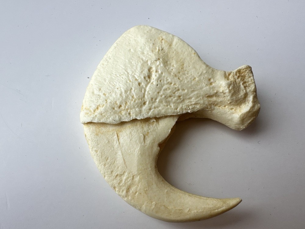 a replica jaguar claw. 