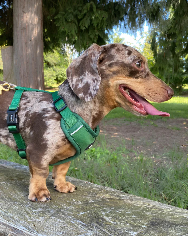 NWT Django Adventure Dog Harness - Forest Green