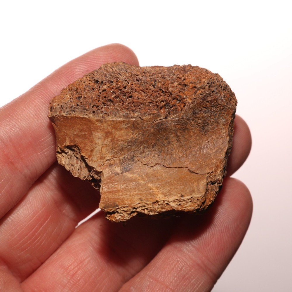 Gorgeous Dinosaur Vertebrae Process Bone Fossil Hell Creek Formation Cretaceous