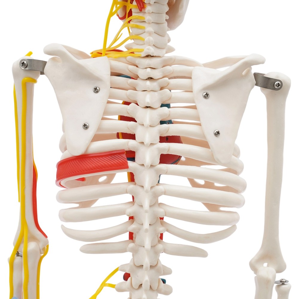 Human Skeleton Model PVC Skeleton Model For Medical Classrooms, Laboratories