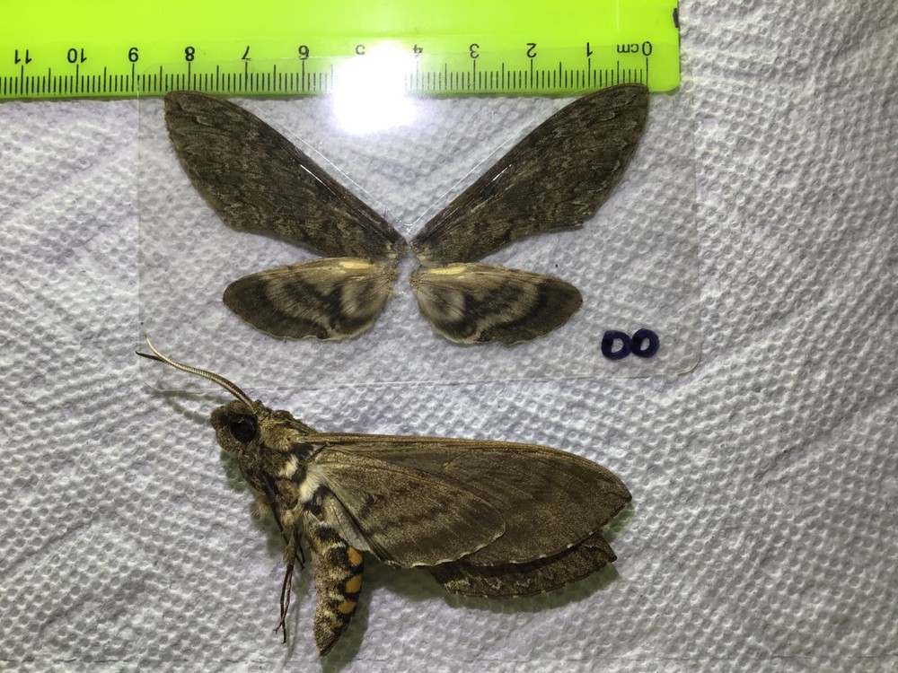 LPSP  00  A+/ A  X2   BOGO  Manduca diffissa  Sphingidae  Moths