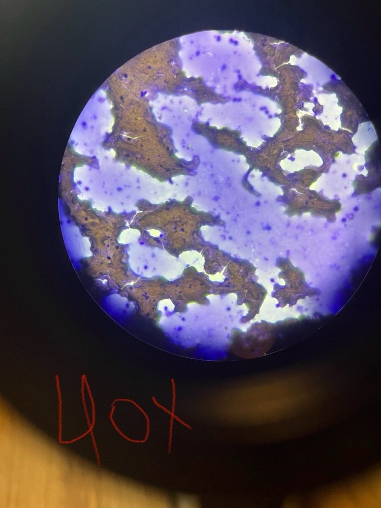 Nikon Eclipse E200 LED Binocular Microscope